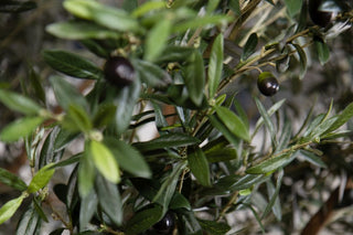 olive-tree-close-up