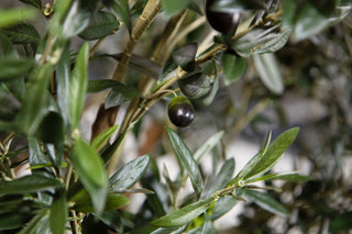 olive-tree-close-up