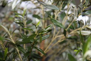 olive-tree-close-up