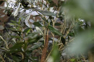olive-tree-close-up