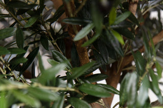 olive-tree-close-up