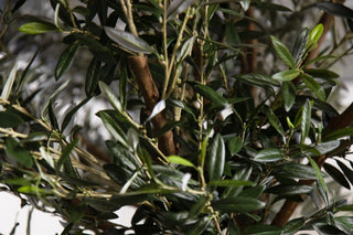 olive-tree-close-up
