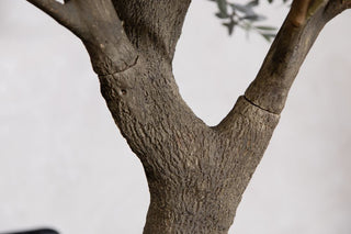 olive-tree-close-up
