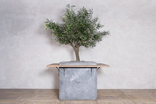 olive-tree-table