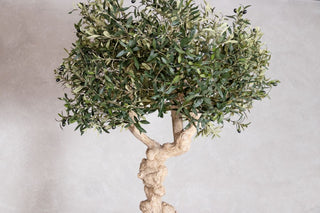 olive-tree