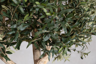 olive-tree-leaves