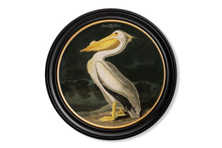 Vintage Style Birds of America Framed Art Range