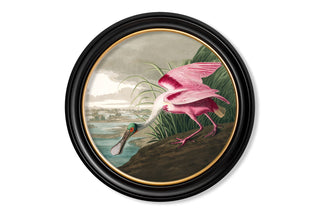 Vintage Style Birds of America Framed Art Range