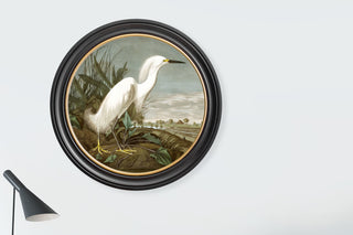 Vintage Style Birds of America Framed Art Range