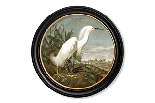 Vintage Style Birds of America Framed Art Range