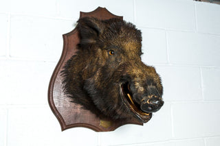 taxidermy boar head