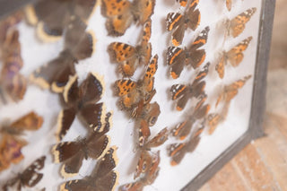 vintage-taxidermy-collection