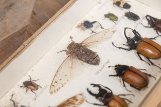 vintage-taxidermy-collection