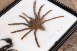 vintage-taxidermy-collection