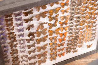 vintage-taxidermy-collection