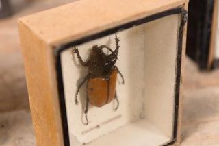 vintage-taxidermy-collection