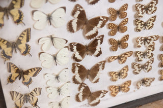 vintage-taxidermy-collection