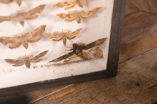 vintage-taxidermy-collection