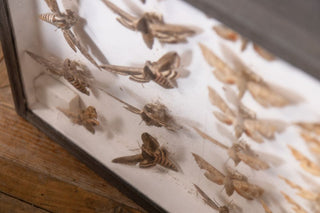 vintage-taxidermy-collection