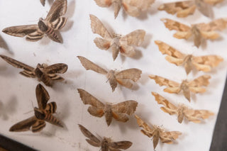 vintage-taxidermy-collection