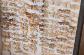 vintage-taxidermy-collection