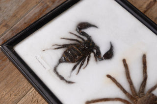 vintage-taxidermy-collection