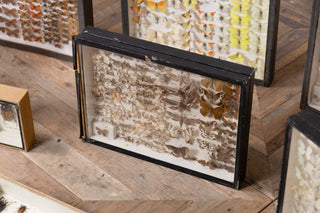 vintage-taxidermy-collection