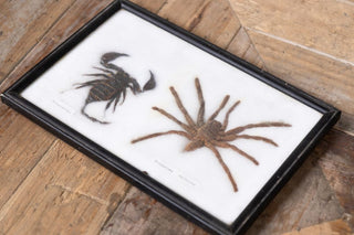 vintage-taxidermy-collection