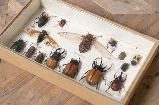 vintage-taxidermy-collection