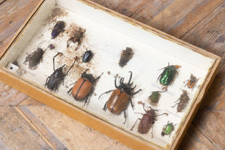 vintage-taxidermy-collection