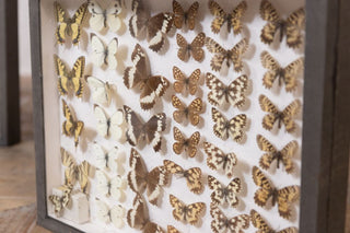 vintage-taxidermy-collection