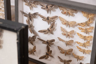 vintage-taxidermy-collection