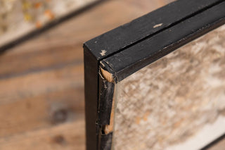 vintage-taxidermy-collection