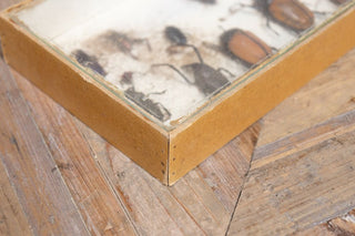 vintage-taxidermy-collection