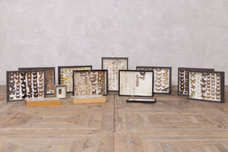 vintage-taxidermy-collection-set-of-13