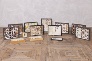 vintage-taxidermy-collection-set-of-13