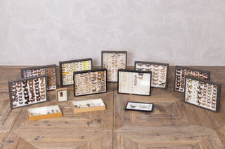 vintage-taxidermy-collection-set-of-13