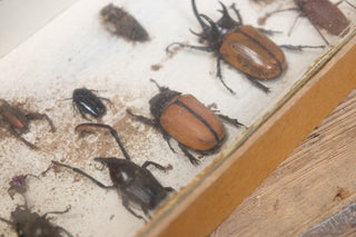 vintage-taxidermy-collection