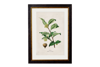 Vintage Style Botanical Framed Art Range