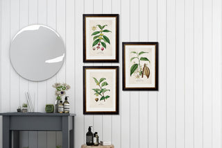 Vintage Style Botanical Framed Art Range