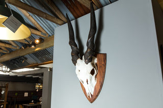 vintage animal skull