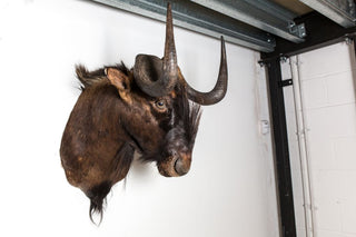Wildebeest head mount