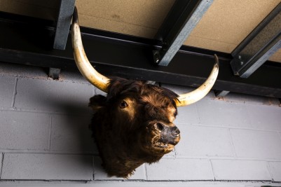 taxidermy bulls head