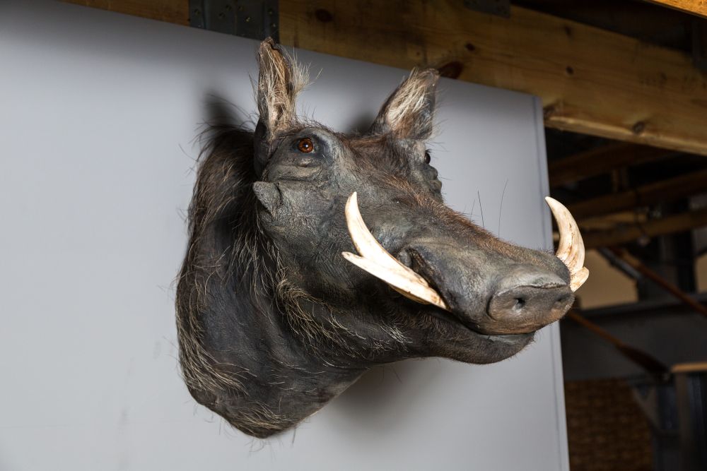Taxidermy Animal Heads Wall Feature | Peppermill Interiors
